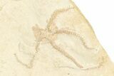 Jurassic Brittle Star Multiple Plate - Solnhofen #244343-2